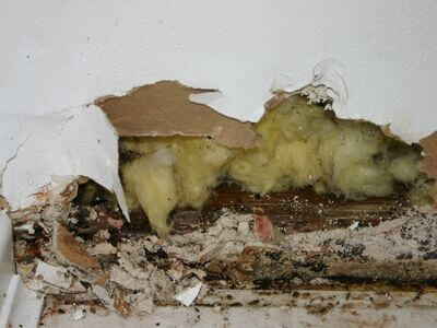 Professional black mold removal services in Annandale - Black Mold Removal Annandale